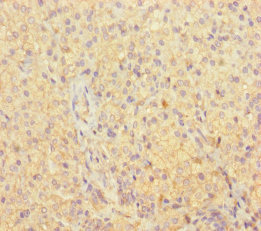 Immunohistochemistry of paraffin-embedded human adrenal gland tissue using OLA1 Polyclonal Antibody at dilution of 1:100