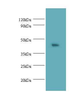 NAPSA Polyclonal Antibody