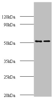 AP2M1 Polyclonal Antibody (20 µl)