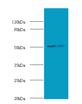 AP2M1 Polyclonal Antibody