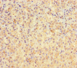 PEG10 Polyclonal Antibody