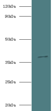 iolG Polyclonal Antibody