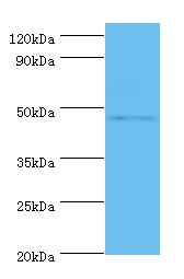SMAD3 Polyclonal Antibody