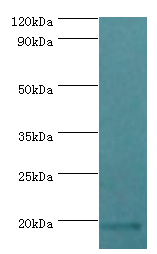 Western blot<br />All lanes: luxS Polyclonal Antibody at 2ug/ml+DH5a whole cell lysate<br />Secondary<br />Goat polyclonal to rabbit at 1/10000 dilution<br />Predicted band size: 19kDa <br />Observed band size: 19kDa <br />