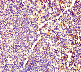 MRPL54 Polyclonal Antibody
