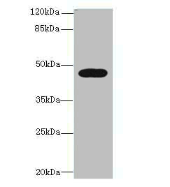 LIPA Polyclonal Antibody