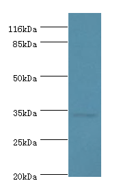 USF1 Polyclonal Antibody