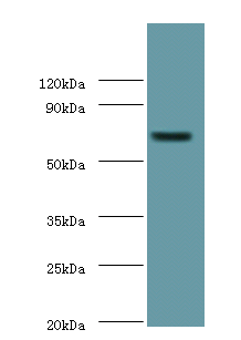 Plbd2 Polyclonal Antibody