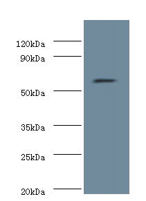 NOP58 Polyclonal Antibody