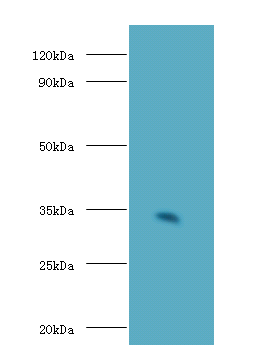 Cd74 Polyclonal Antibody