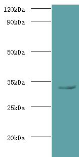 Spp1 Polyclonal Antibody