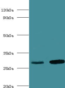 Ca1 Polyclonal Antibody