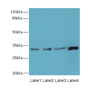 Ms4a1 Polyclonal Antibody