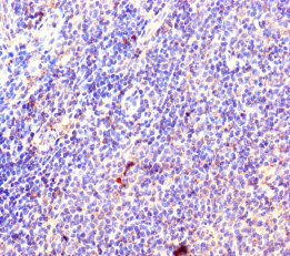 RPL35A Polyclonal Antibody