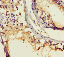 ROPN1B Polyclonal Antibody