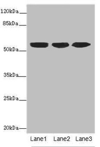KRT10 Polyclonal Antibody