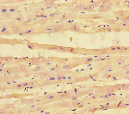 COL4A1 Polyclonal Antibody