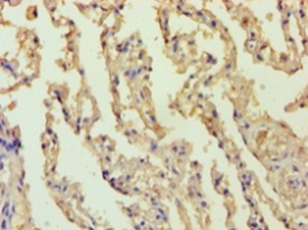 BCL10 Polyclonal Antibody