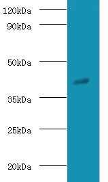 Gnao1 Polyclonal Antibody