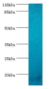 S100A4 Polyclonal Antibody