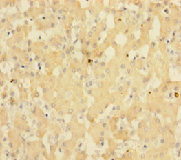SUB1 Polyclonal Antibody