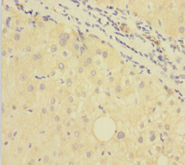 GDF9 Polyclonal Antibody