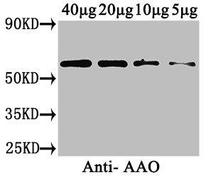 AAO Polyclonal Antibody (100 µl)