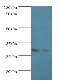 APOA1 Polyclonal Antibody