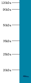 APOC3 Polyclonal Antibody