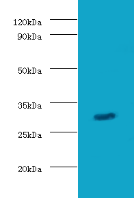 GZMB Polyclonal Antibody