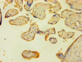 LIG1 Polyclonal Antibody