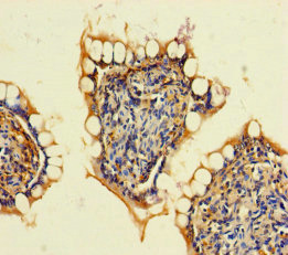 ARHGAP19 Polyclonal Antibody (50 µl)