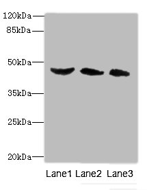 BMP4 Polyclonal Antibody