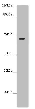 Western blot<br />All lanes: BMP4 Polyclonal Antibody at 6 ug/ml+ Mouse brain tissue<br />Secondary<br />Goat polyclonal to rabbit IgG at 1/10000 dilution<br />Predicted band size: 47 kDa<br />Observed band size: 47 kDa<br />