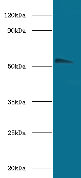 Chrna1 Polyclonal Antibody