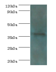 ATG3 Polyclonal Antibody