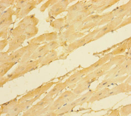 NRN1 Polyclonal Antibody