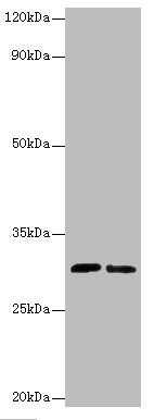 Cd82 Polyclonal Antibody (100 µl)