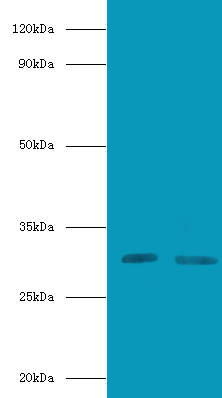 Cd82 Polyclonal Antibody