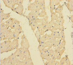 MBNL1 Polyclonal Antibody (50 µl)