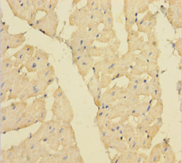 MBNL1 Polyclonal Antibody