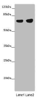 PTPN6 Polyclonal Antibody (100 µl)