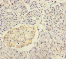 INS Polyclonal Antibody