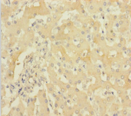 HBG1 Polyclonal Antibody