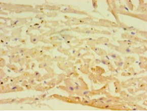 ADIPOQ Polyclonal Antibody