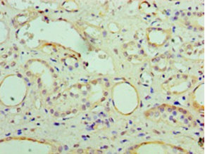 Immunohistochemistry of paraffin-embedded human kidney at dilution 1:100