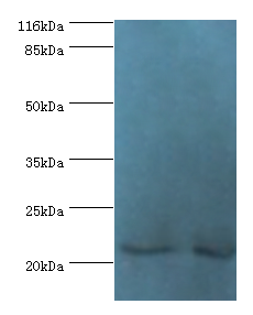 NABP1 Polyclonal Antibody