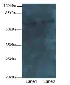 Bag3 Polyclonal Antibody