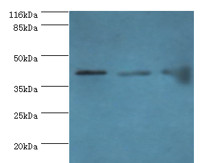 BCAT2 Polyclonal Antibody