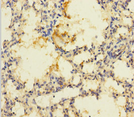 PRSS23 Polyclonal Antibody